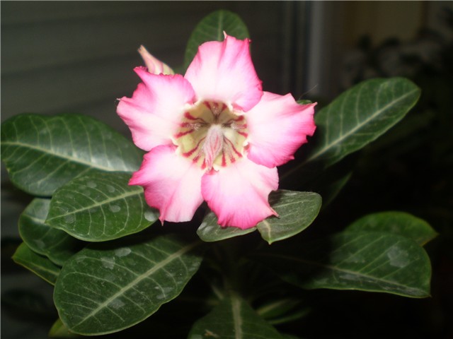 adenium